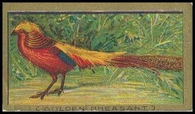 71 Golden Pheasant
